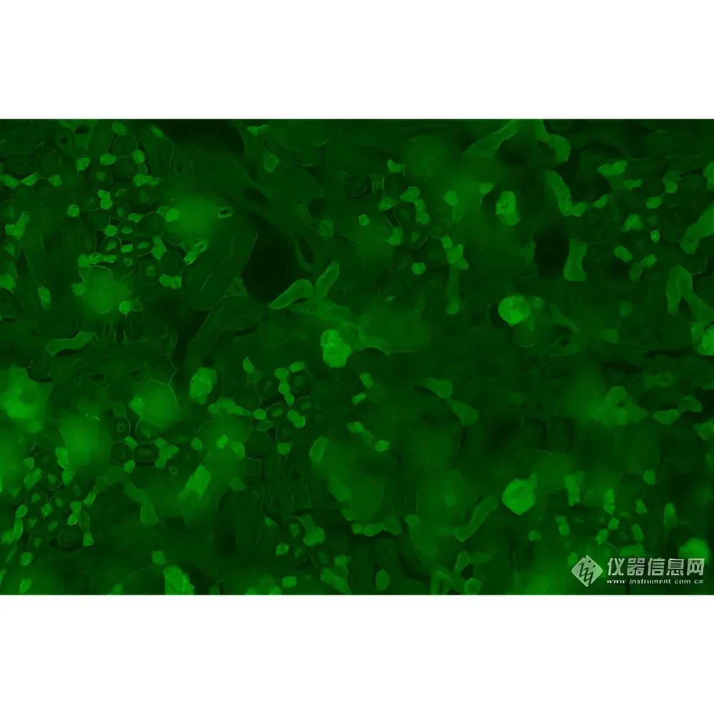 LEI-TECH LK-YG91 Research-Grade Inverted Fluorescence Microscope