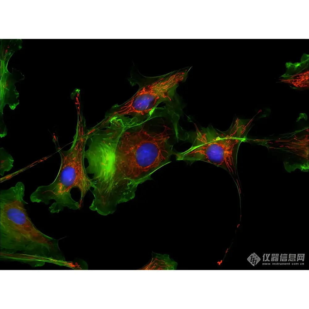LEI-TECH LK-YG91 Research-Grade Inverted Fluorescence Microscope