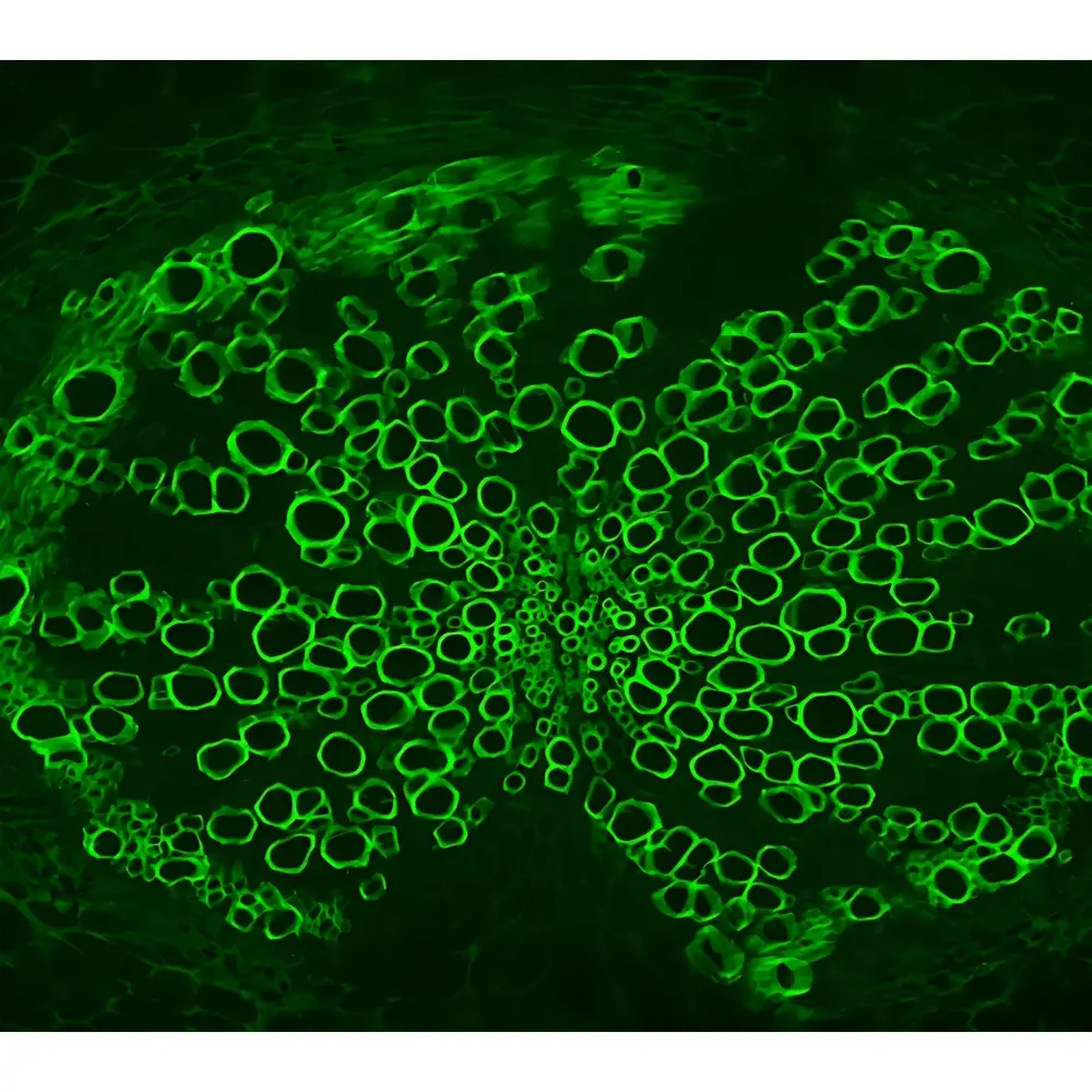 LEI-TECH LK-YG63 Research-Grade Upright Fluorescence Microscope