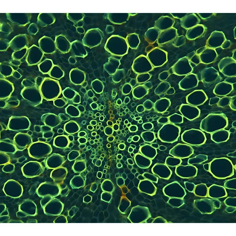 LEI-TECH LK-YG63 Research-Grade Upright Fluorescence Microscope