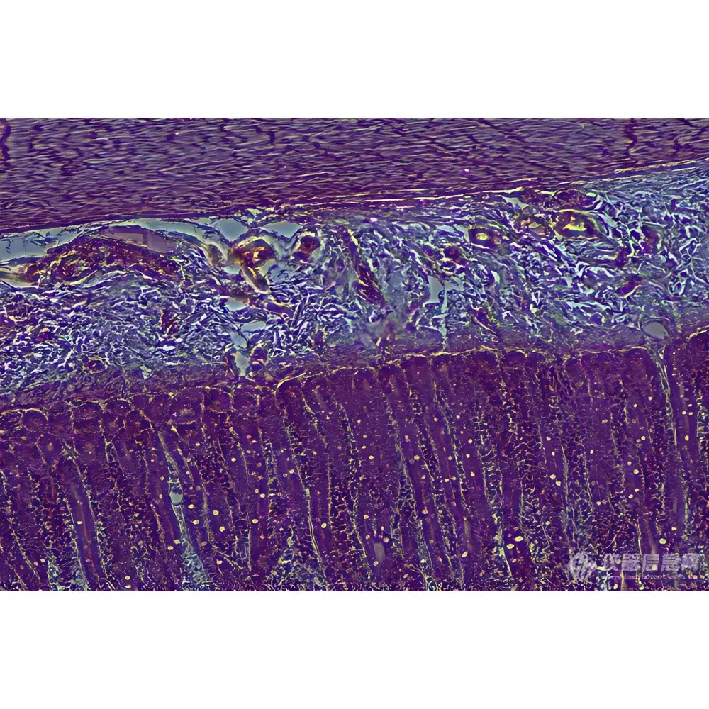 Lei-Tech LK-82 Advanced Biological Upright Microscope