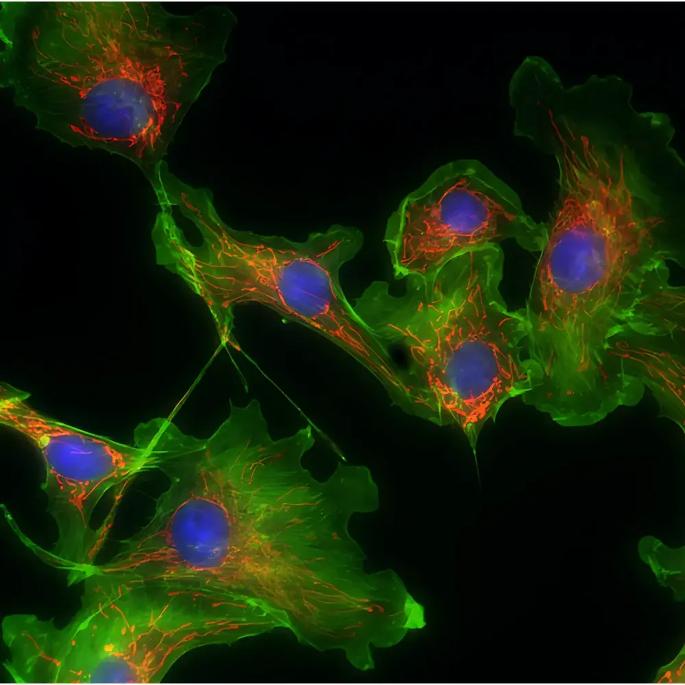 Lei-Tech LK-YG96 Research-Grade Automated Inverted Fluorescence Microscope