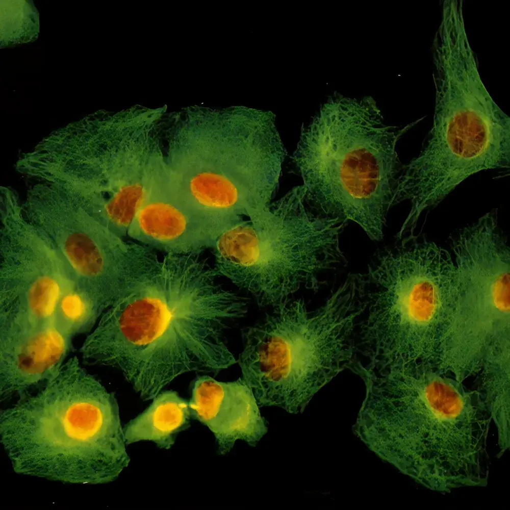 Lei-Tech LK-YG96 Research-Grade Automated Inverted Fluorescence Microscope