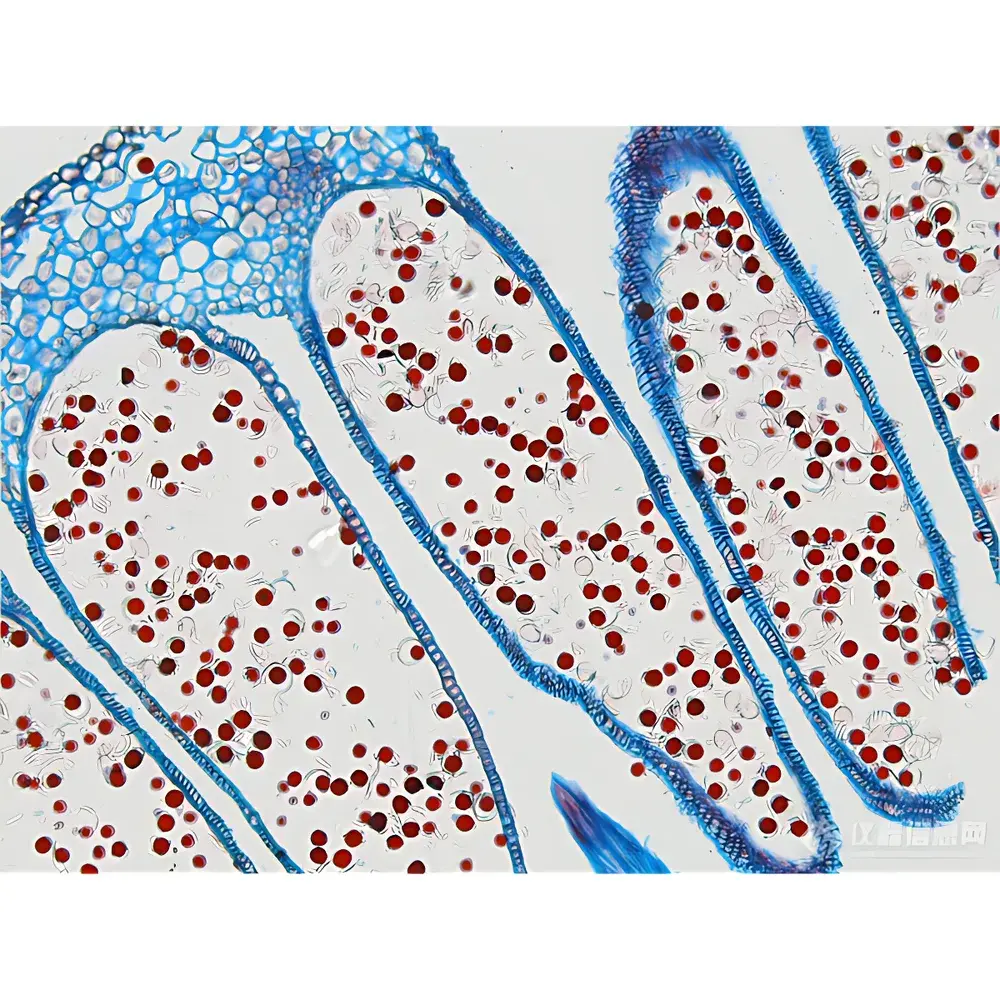LEI-TECH LK-81 Research-Grade Biological Microscope