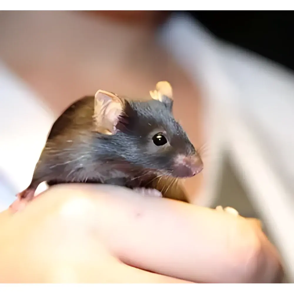 TSE Systems Stellar Telemetry System for Chronic Physiological Monitoring in Rodents