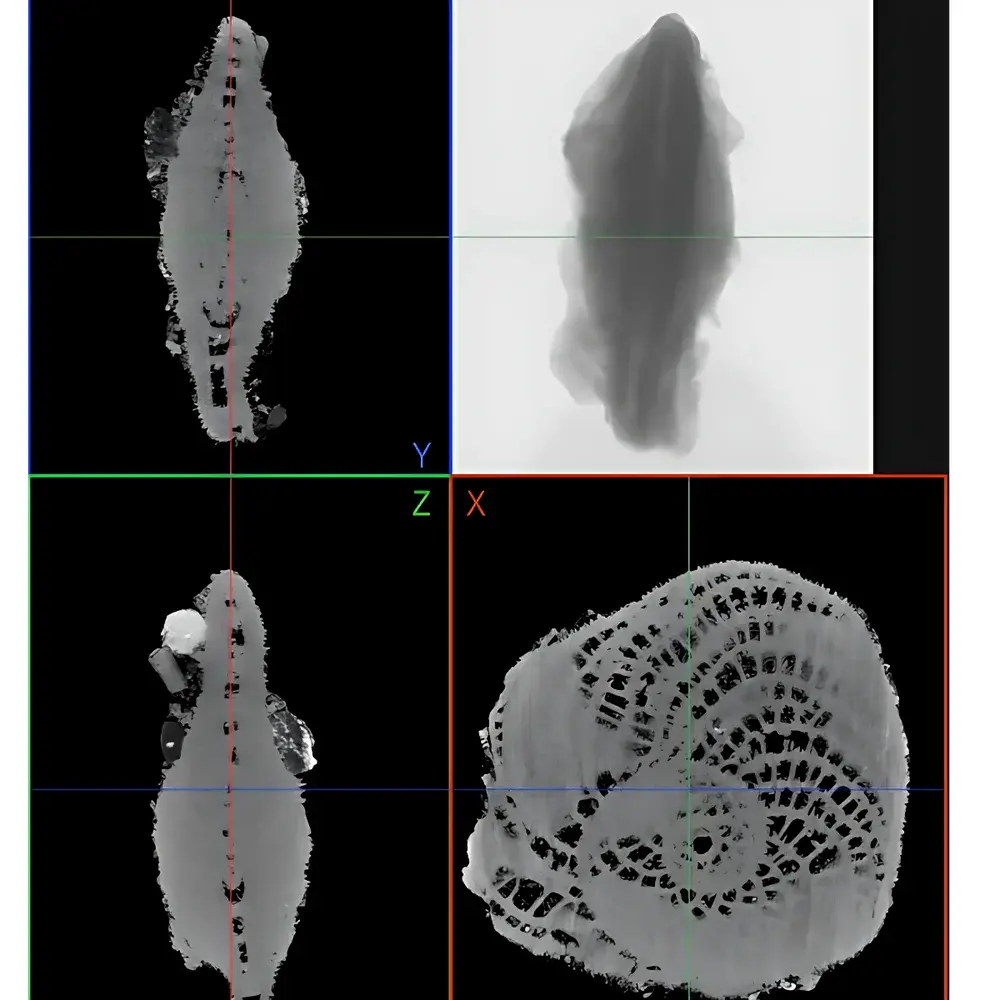 Neoscan N70 Desktop Micro-CT System for Archaeological Research