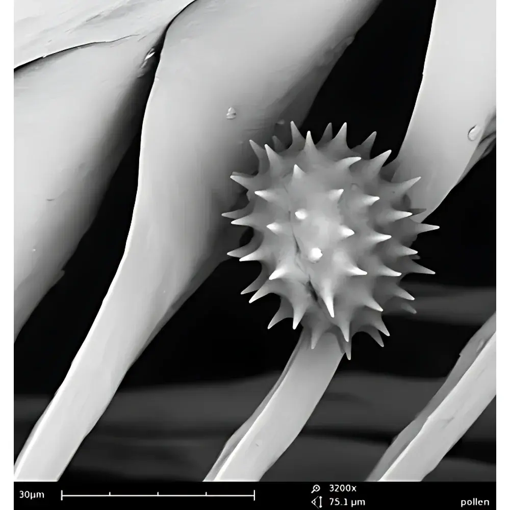 Phenom Pro Desktop Scanning Electron Microscope – High-Resolution Professional Edition
