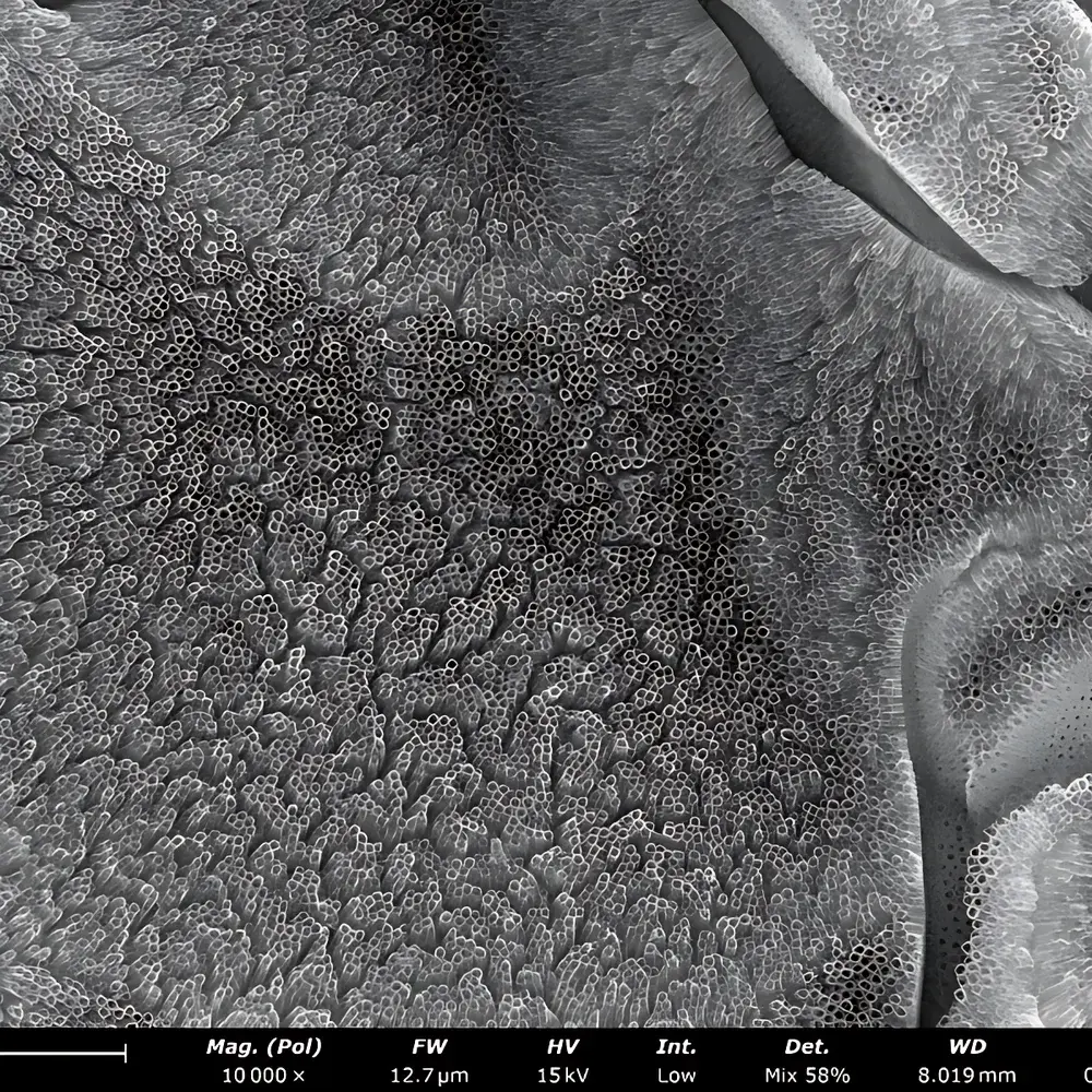 Phenom Pharos G2 Desktop Field-Emission Scanning Electron Microscope