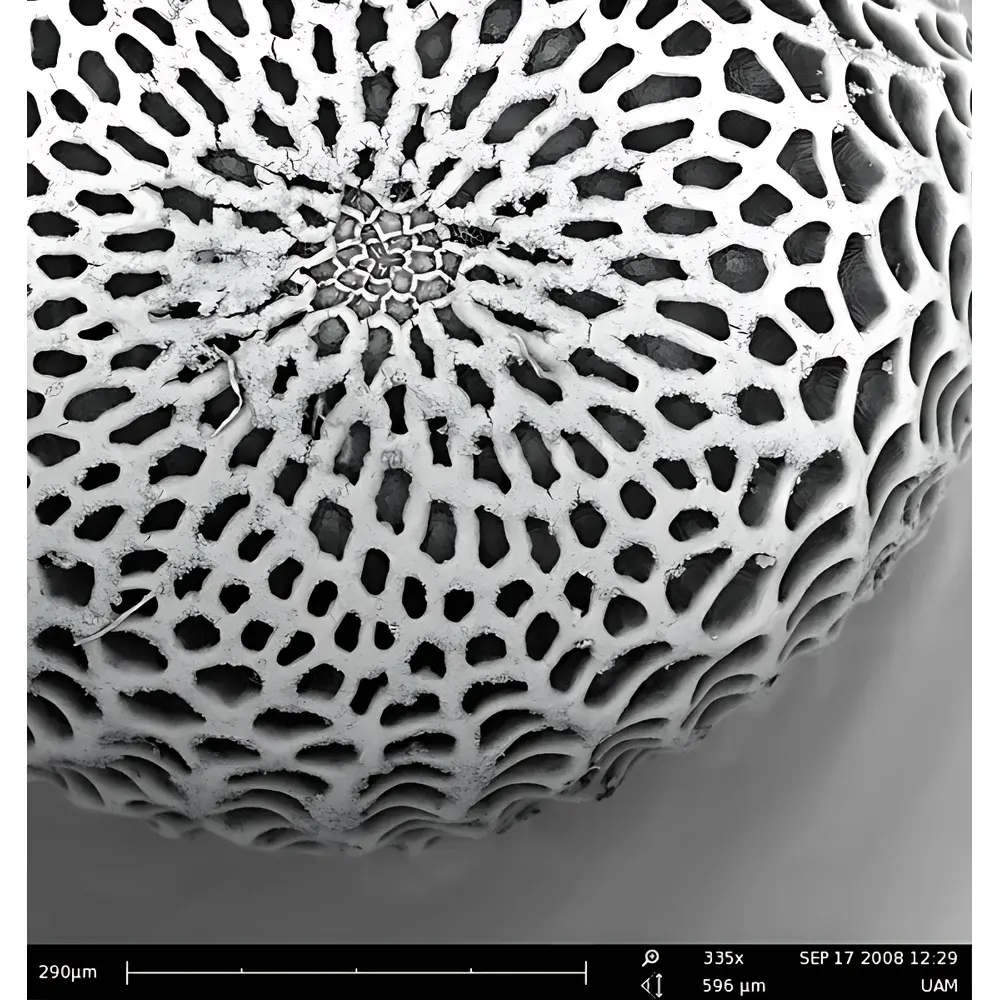 Phenom Pro_2 Desktop Scanning Electron Microscope for Life Sciences