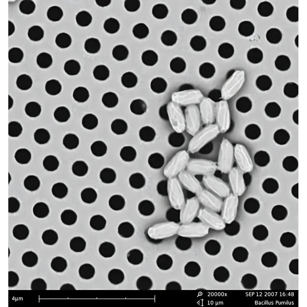 Phenom Pro_2 Desktop Scanning Electron Microscope for Life Sciences