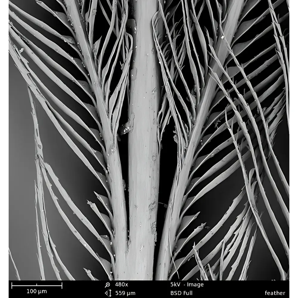 Phenom Pro_2 Desktop Scanning Electron Microscope for Life Sciences