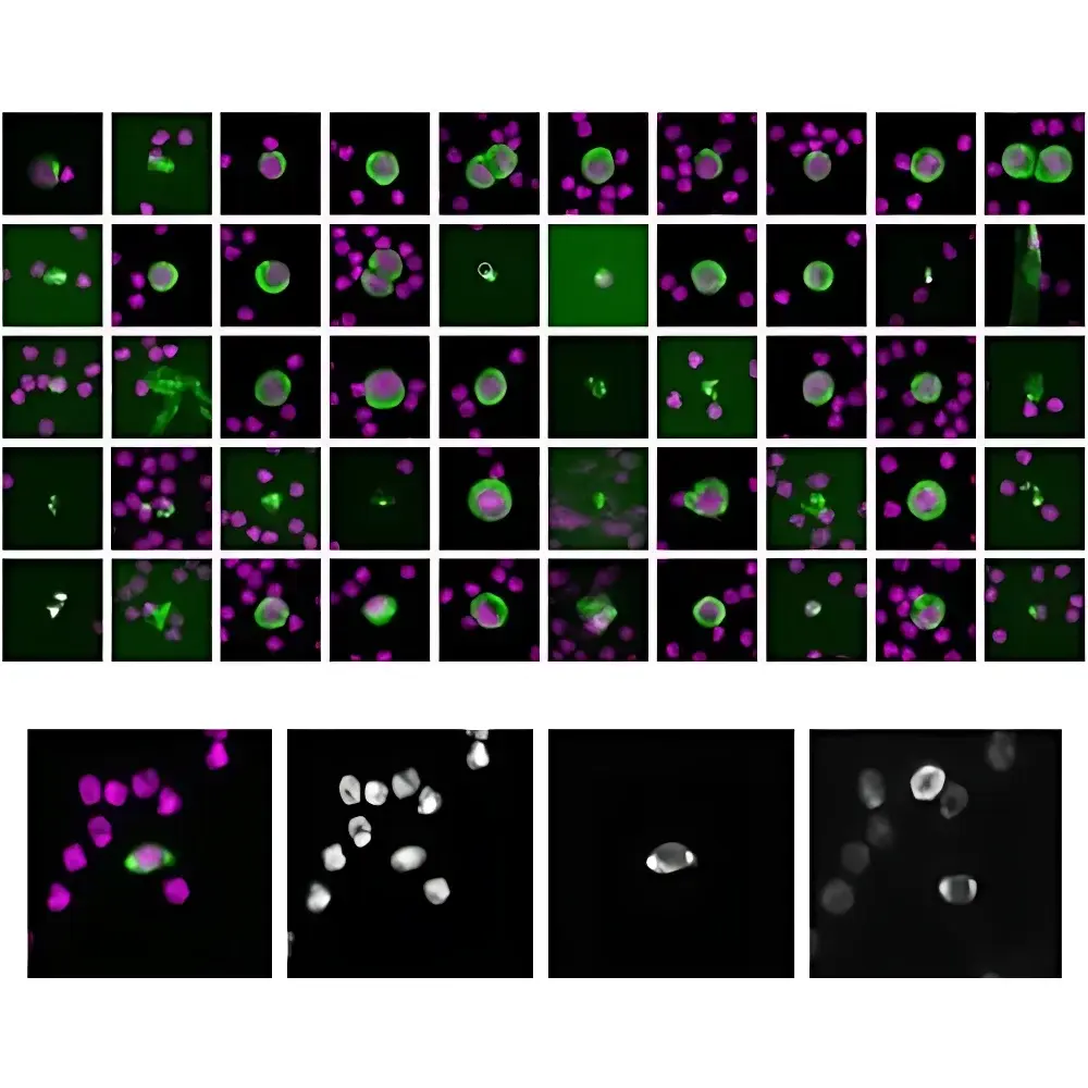 CyteFinder II Single-Cell Analysis Platform for CAR-T & Stem Cell Therapeutics
