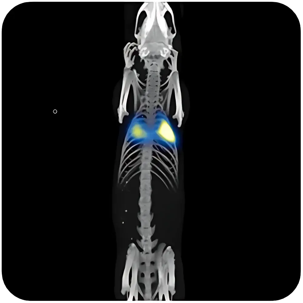 Hyper MPI Molecular Imaging and Magnetic Hyperthermia System for Small Animal In Vivo Imaging