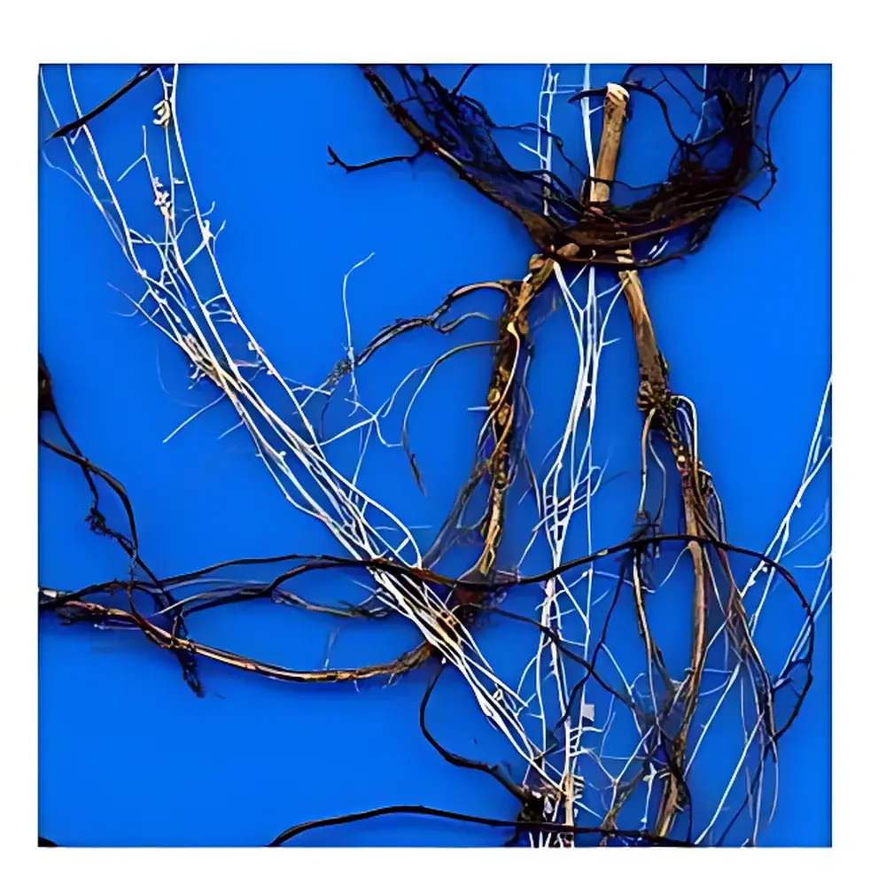 Tlyon-WinRHIZO Plant Root System Analyzer