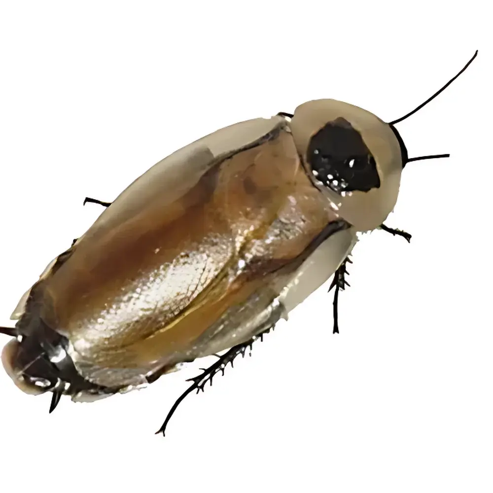 Backyard Brains Cockroach Surgery Kit