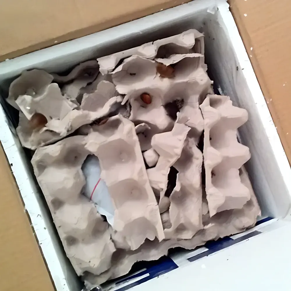 Backyard Brains Cockroach Surgery Kit