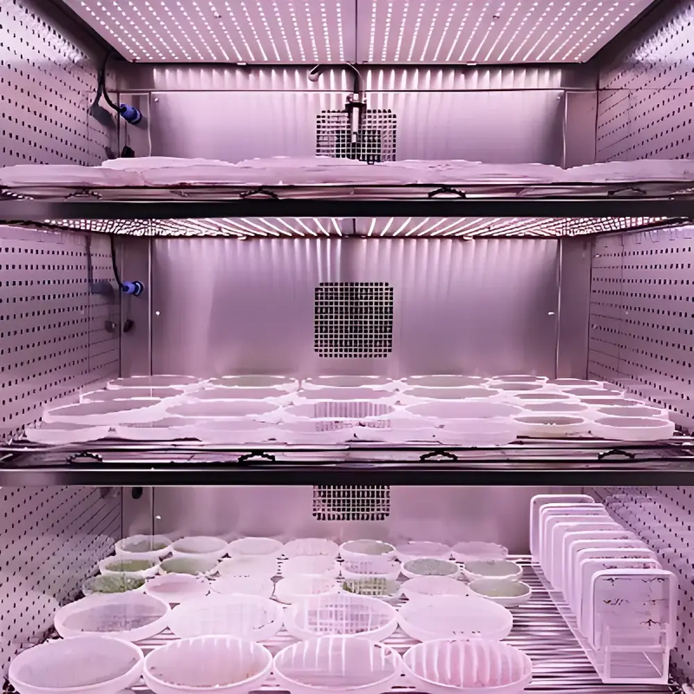 JIUPO TCC300 Plant Tissue Culture Incubator