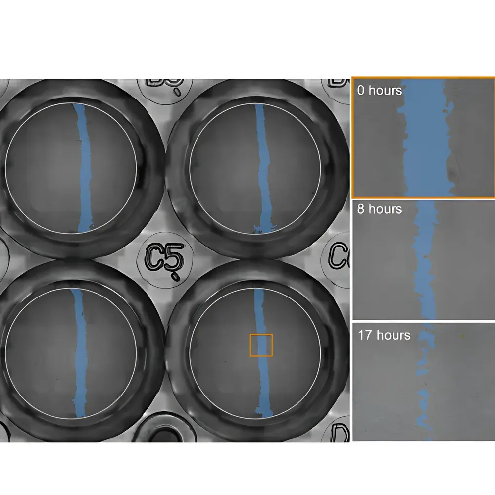 Axion BioSystems Omni BR/FL Live-Cell Real-Time Imaging System for Wound Healing (Scratch Assay) Analysis