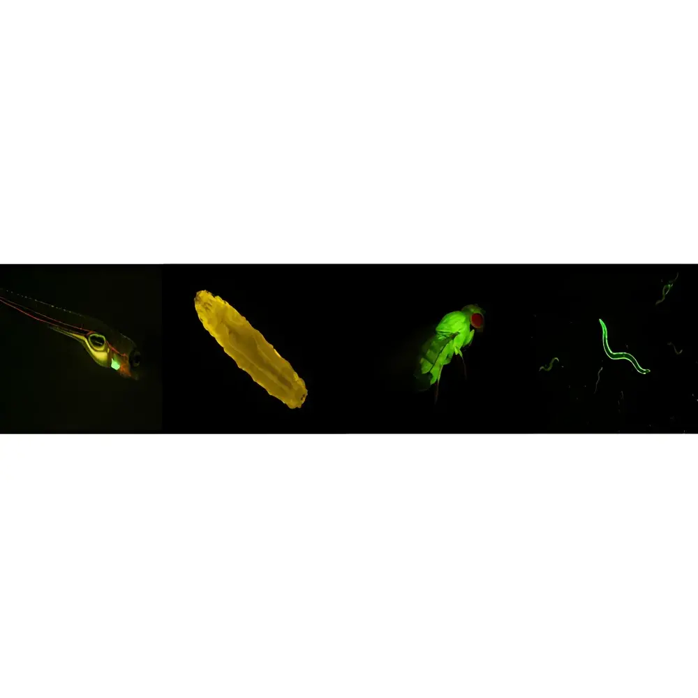 Leica M80 Stereo Fluorescence Microscope with UV-B-G-R LED Illumination Module M80-UVBGR-E
