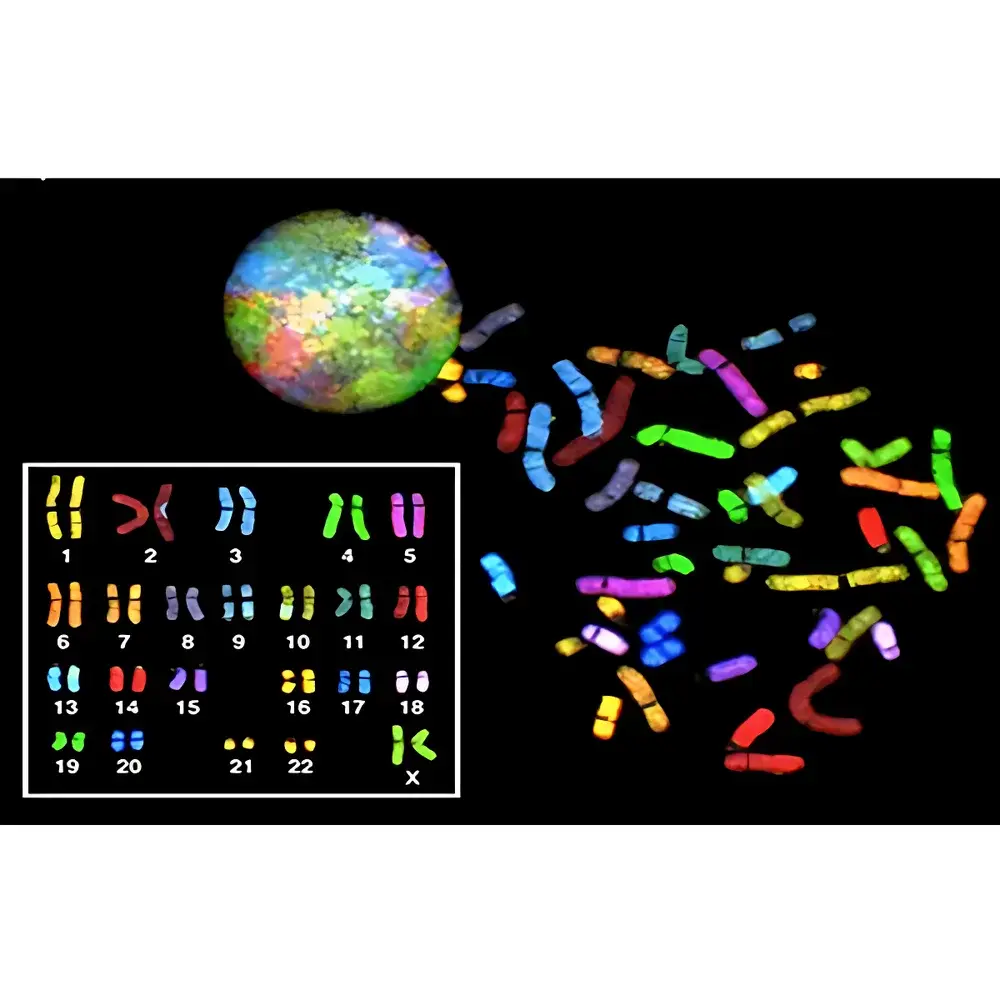 ASI HiSKY Spectral Karyotyping System